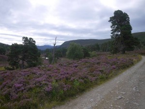 2013-08-10glenquoich1