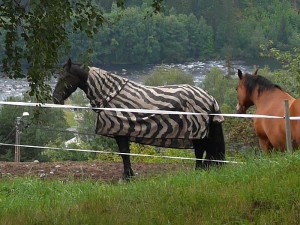 2014-08-03zebrahorse