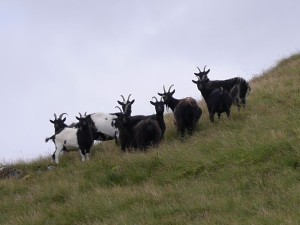 2015-08-15goats100percentcrop