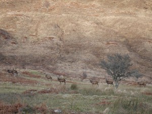2016-02-28stags